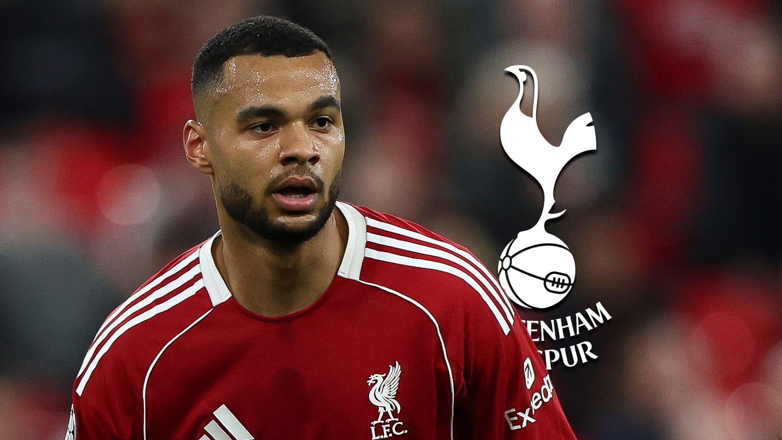 Liverpool winger Cody Gakpo could move to Tottenham